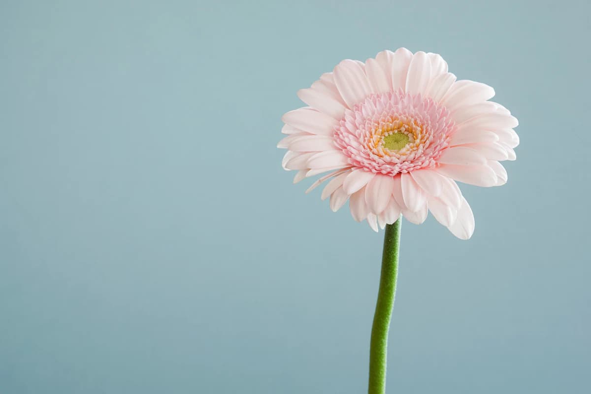 Psychosomatische fysiotherapie vergoeding